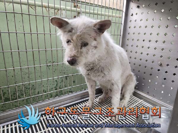 종료(안락사) 믹스…